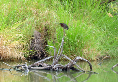 91ccook's 016greenheron.jpg