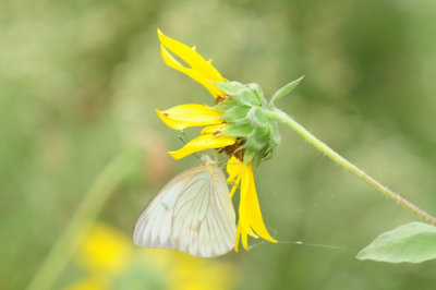91ccook's 026greatsouthernwhite.jpg