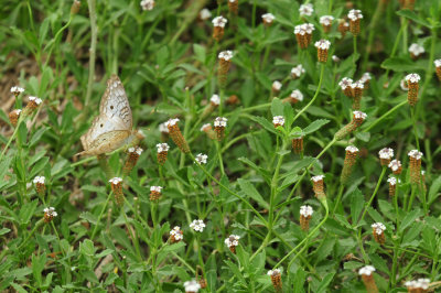 91ccook's 031whitepeacock.jpg
