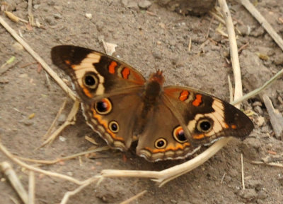91ccook's 034commonbuckeye.jpg