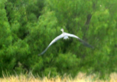 91ccook's 071GBH.jpg