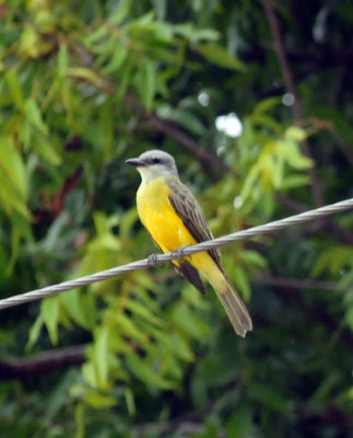 91ccook's 111westernkingbird.jpg