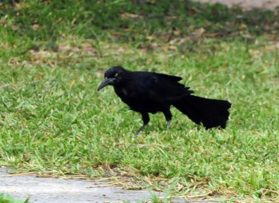 91ccook's 112greattailedgrackle.jpg