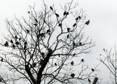 91cook's 005birdsdoveseason.jpg