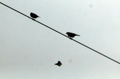 91cook's 008cowbirds.jpg