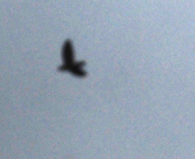 91cook's 014bird.jpg