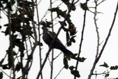 91cook's 021whitewinged.jpg