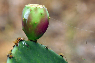91cook's 025pricklypear.jpg