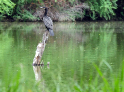 91cook's 036neotropiccormorant.jpg