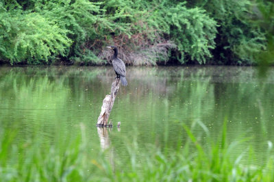 91cook's 037neotropiccormorant.jpg