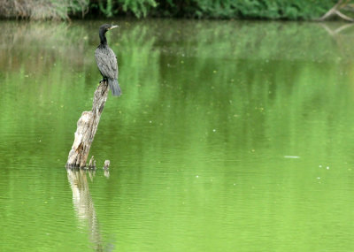 91cook's 043neotropiccormorant.jpg
