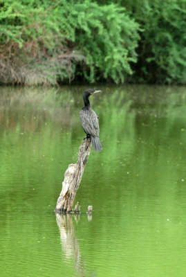 91cook's 044neotropiccormorant.jpg
