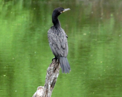 91cook's 048neotropiccormorant.jpg