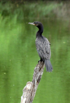 91cook's 049neotropiccormorant.jpg