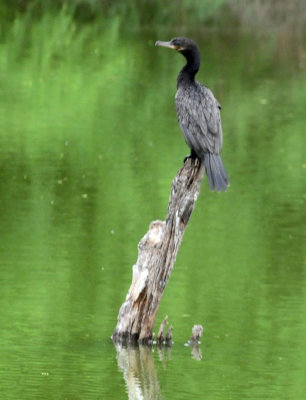 91cook's 050neotropiccormorant.jpg