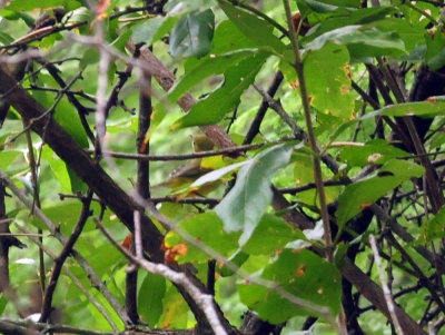 91cook's 058whiteeyedvireo.jpg