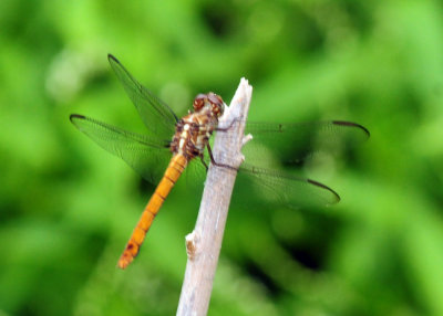 91cook's 104roseateskimmer.jpg
