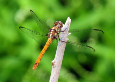 91cook's 105roseateskimmer.jpg