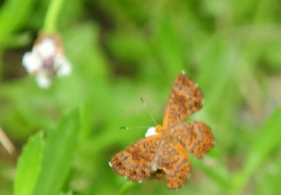 91cook's 129metalmark.jpg
