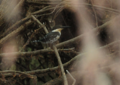 91cook's 140greenkingfisher.jpg