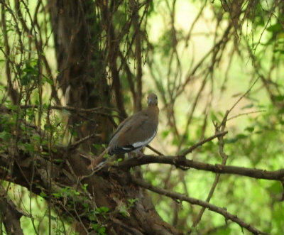 91cook's 158whitewinged.jpg