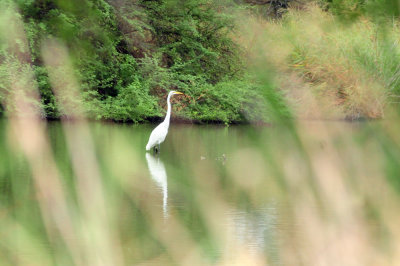 91cook's 165greategret.jpg