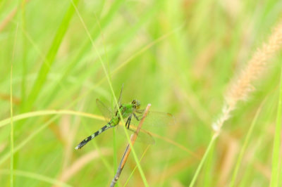 91cook's 172easternpondhawk.jpg
