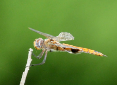 91cook's 177redsaddlebags.jpg