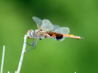 91cook's 182redsaddlebags.jpg