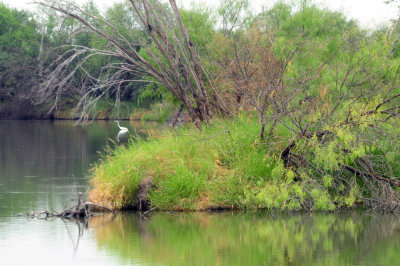 91cook's 196cook'sslough.jpg