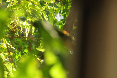 92yard 058greenjay.jpg