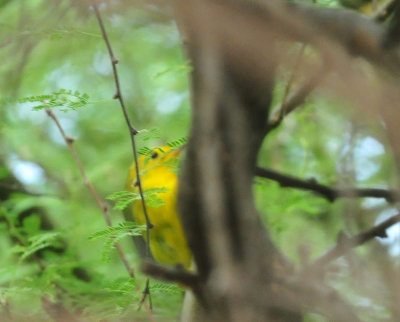 93ccok's 005yellow.jpg