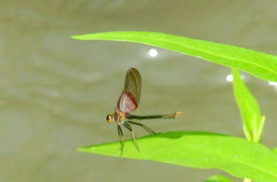93ccok's 018rubyspot.jpg