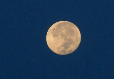 93cook's 005luna.jpg