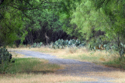 93cook's 028trail.jpg