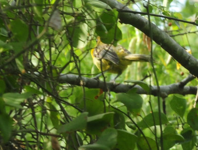 93cook's 041whiteeyedvireo.jpg
