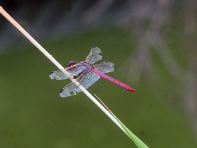 93cook's 046roseateskimmer.jpg