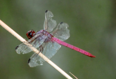 93cook's 048roseateskimmer.jpg