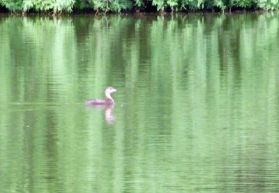 93cook's 066piedbilledgrebe.jpg