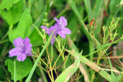 93cook's 073wildpetunia.jpg