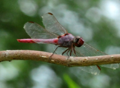 93cook's 081roseateskimmer.jpg