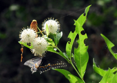 93cook's 083blackswallowtail.jpg
