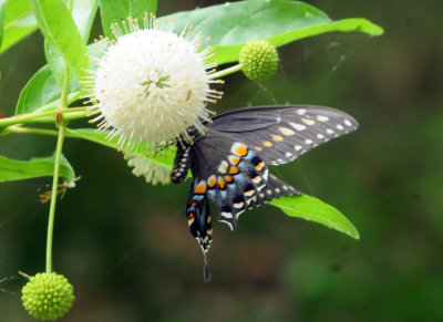 93cook's 092blackswallowtail.jpg