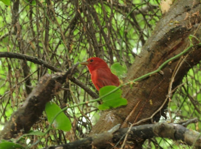 93cook's 109summertanager.jpg