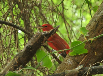 93cook's 103summertanager.jpg