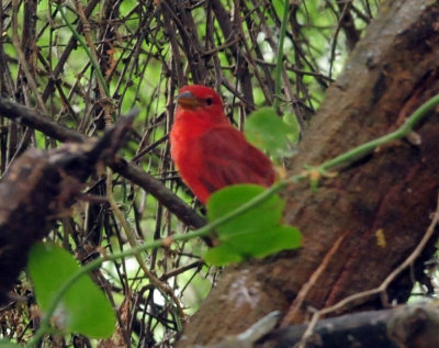 93cook's 110summertanager.jpg