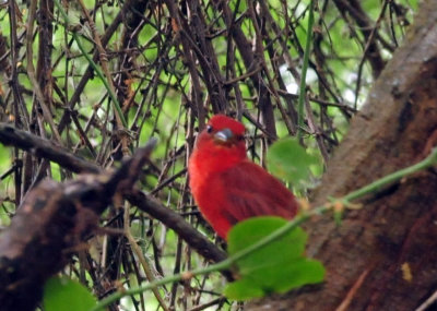 93cook's 111summertanager.jpg