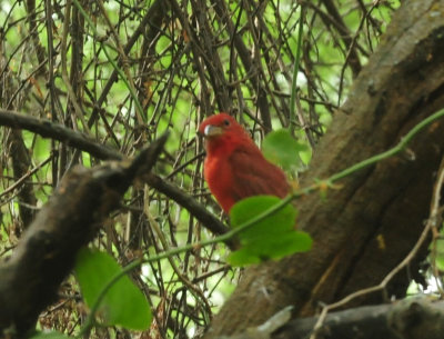93cook's 112summertanager.jpg