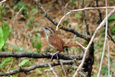 93cook's 134carolinawren.jpg