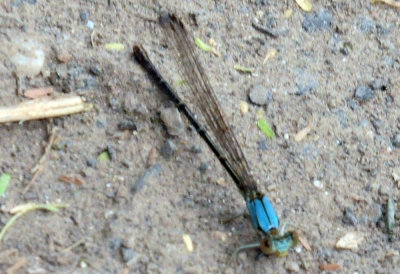 93cook's 145bluefronted.jpg